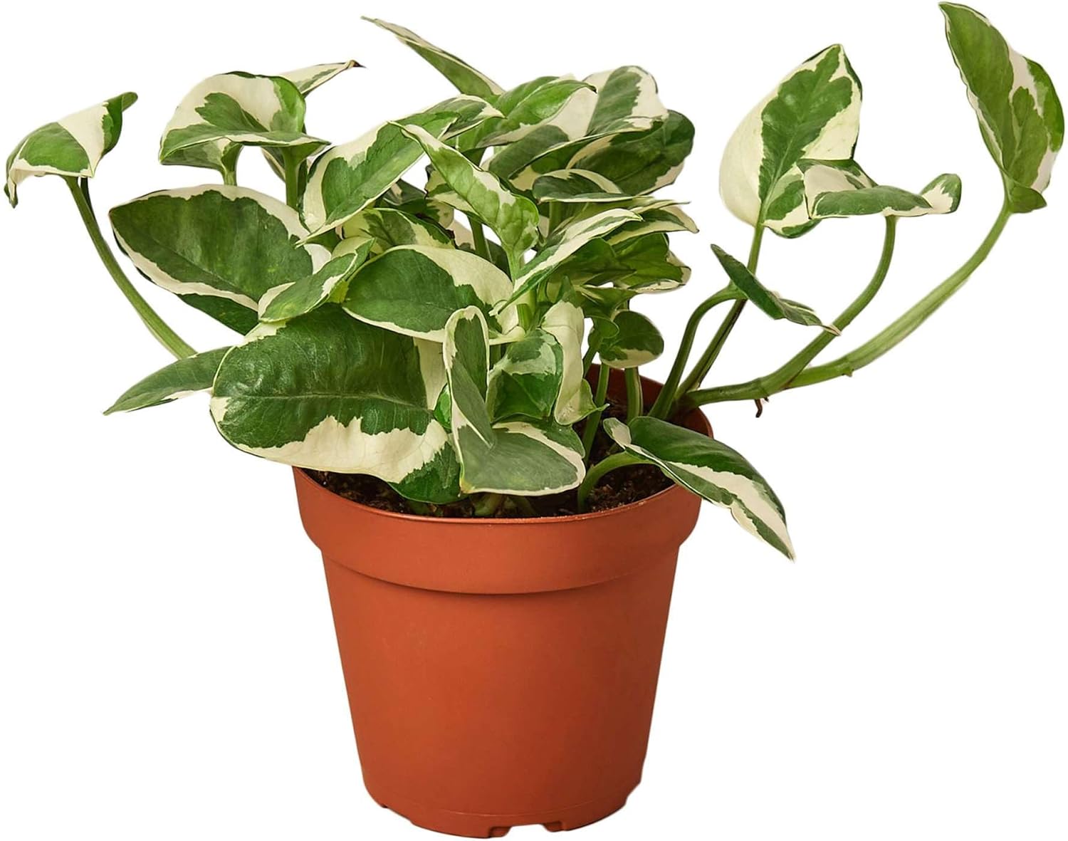 Money Tree 'Guiana Chestnut' Pachira Braid Live Plant for Indoor | Different Houseplants in 4'' & 6'' Pot | Real House Plant for Living Room, Office, Desk & Bathroom |