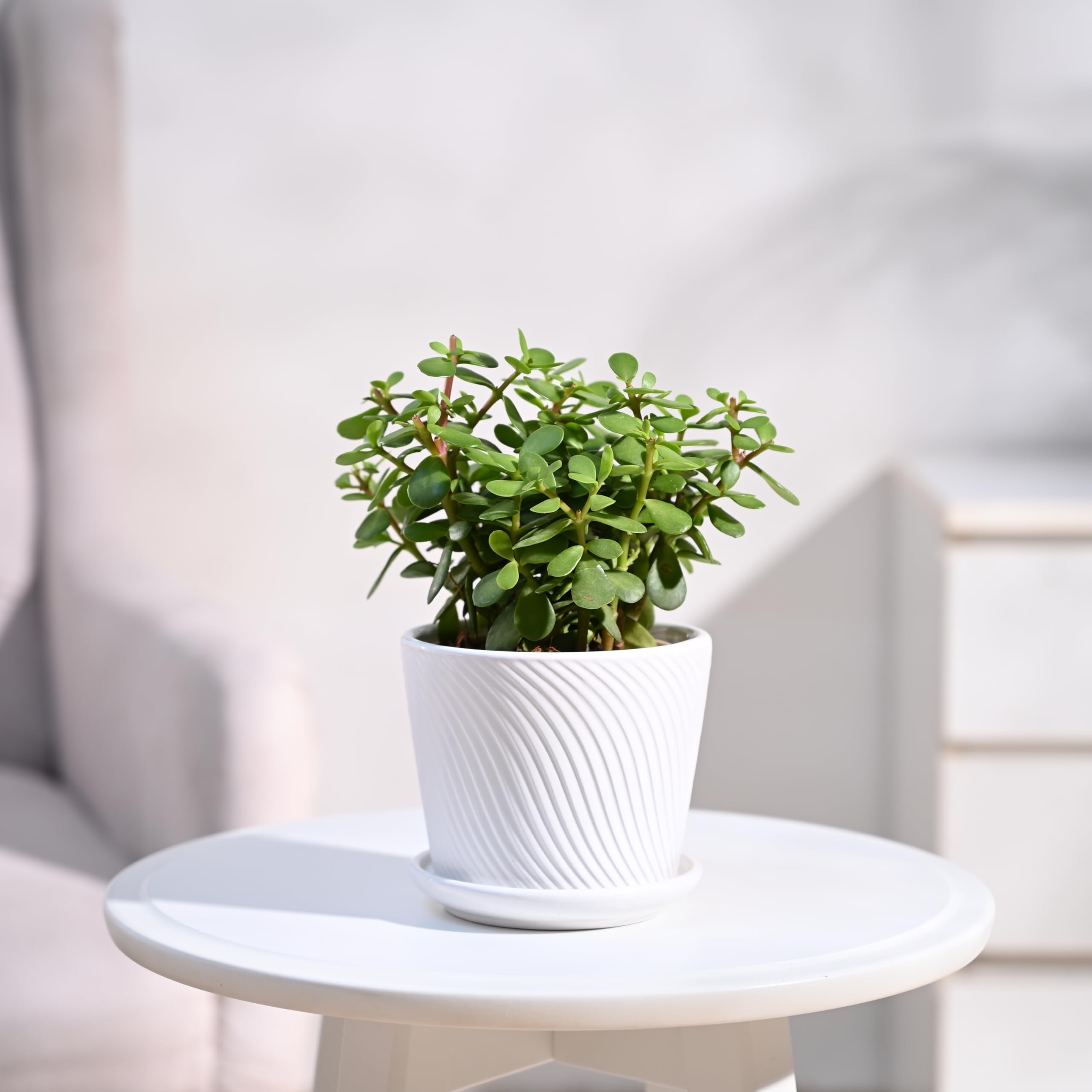 UGAOO Jade Mini Live Indoor Plant in Spiro Pot (White, Small) (B0D78WXLLQ) Amazon Price History, Amazon Price Tracker