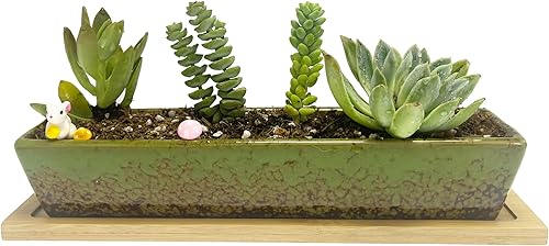 Miniatura 6 de Macetero para suculentas, macetas rectangulares de cerámica para suculentas, mini contenedores de flores con platillos de bambú para oficina,