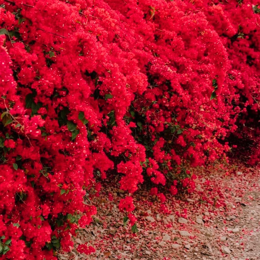 Red Bougainvillea Live Plant in 4'' Pot, Hardy Bougainvillea Tree Plant Live, Live Flowering Vine for Outdoor Planting, Climbing Plant, Well-Rooted, 6-8 Inch Tall