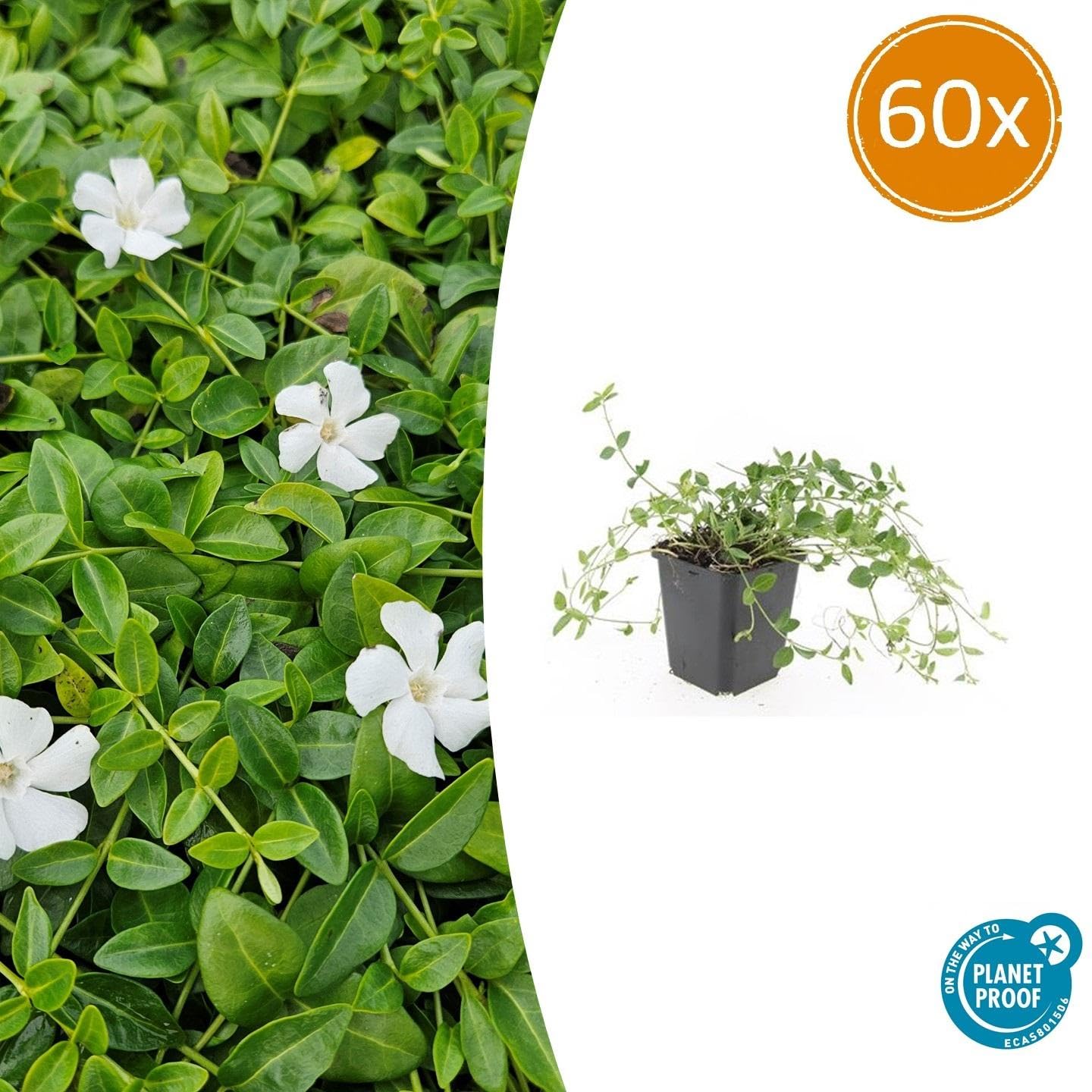 Vinca 'Gertrude Jekyll' con Hojas Verdes, para Sombra, Blanco, Pack de 60
