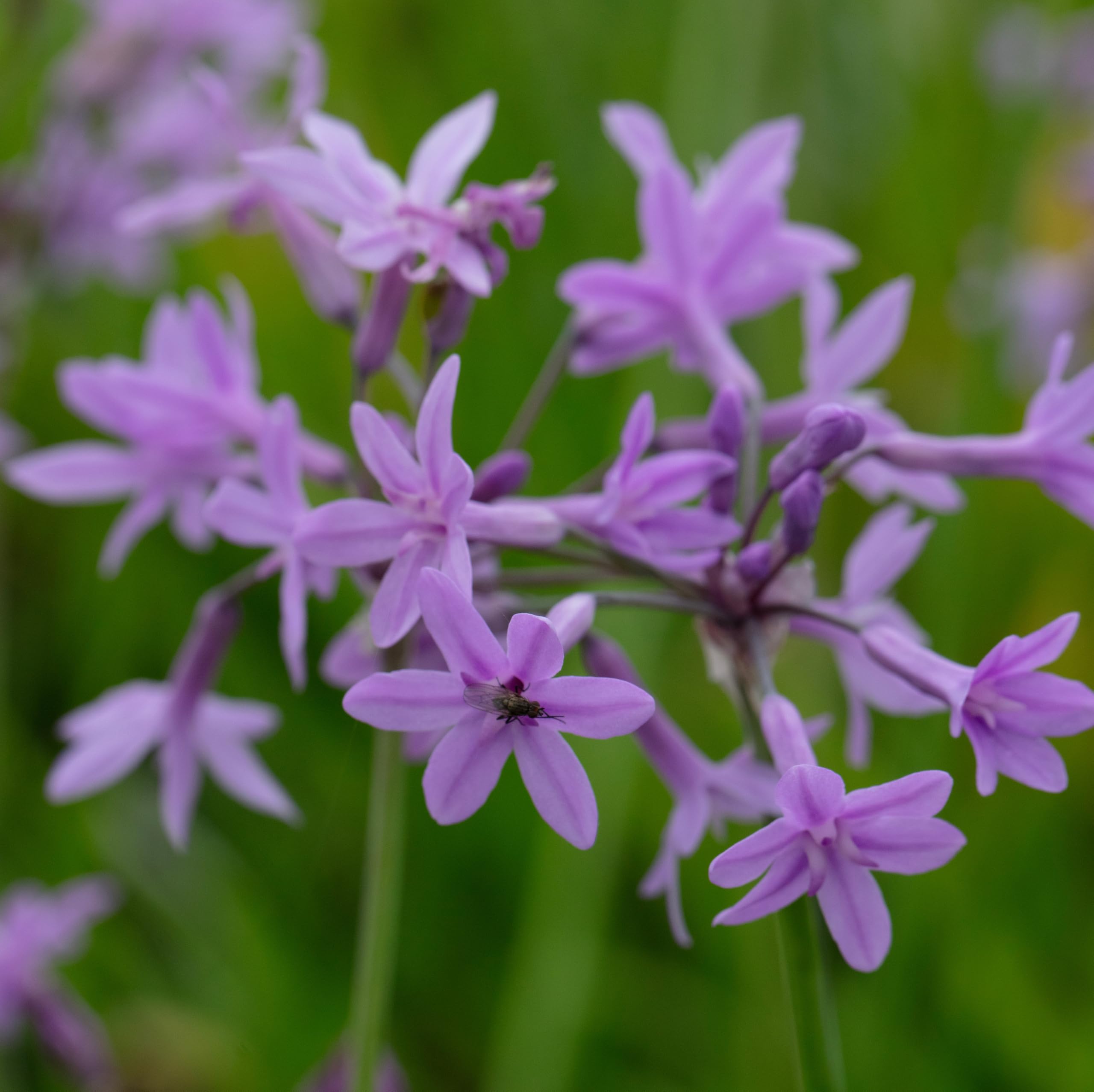 Lincolnshire Pond Plants Ltd - Tulbaghia violacea (Society Garlic) - Marginal Pond Plants - MP116-1 / 9cm