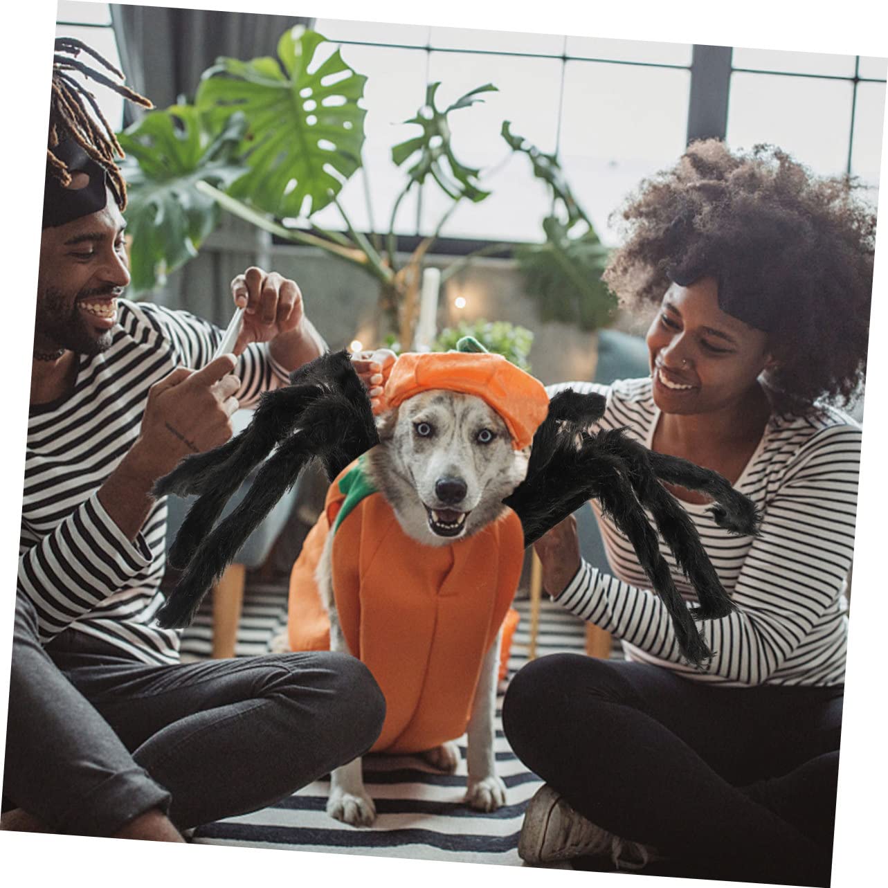 Spinnen-Kostüm Für Katzen - Lustiges Halloween Outfit Für Haustiere