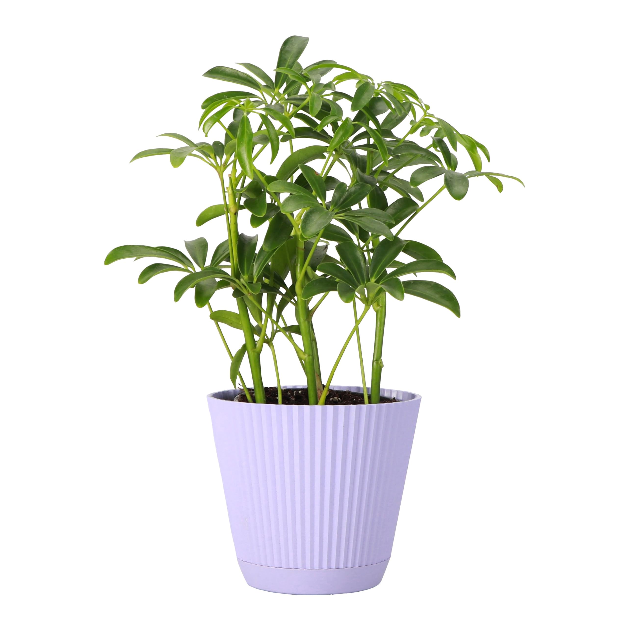 Arboricola Umbrella Tree