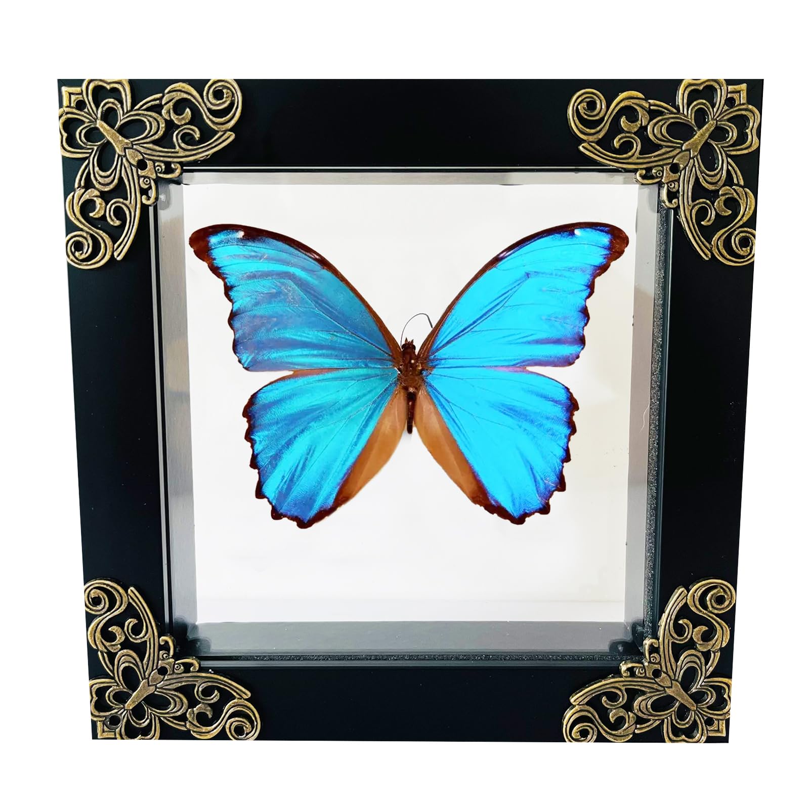 Insect Display Case, Insect Display Box,Butterfly Shadow Box with,Butterfly Display,Insect Pinning Kit,Riker Display Cases for Collecting Butterfly and Bug