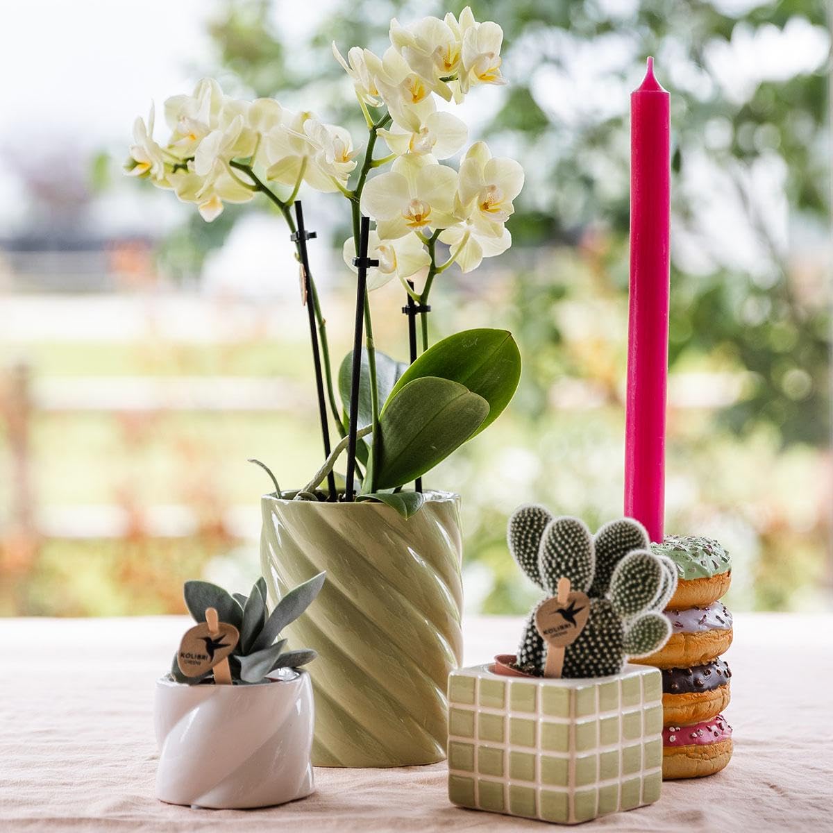KOLIBRI Orchids | gelbe Phalaenopsis-Orchidee - 34cm hoch - Topfgröße Ø9cm|blühende Zimmerpflanze - frisch vom Züchter, Grün