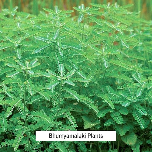 Miniatura 3 de Banyan Botanicals Polvo de Bhumyamalaki - Suplemento orgánico para la salud del hígado* - Phyllanthus spp. - para la desintoxicación natural y la