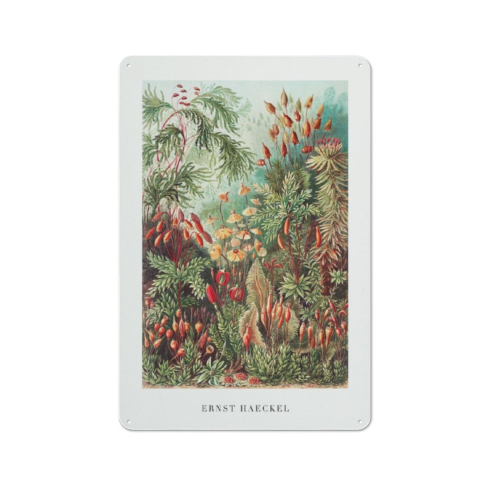 Junmoney Style-17 Botanical Illustration By Ernst Haeckel Decorative Tin Sign 30X20cm, Rustic Rustic Kitchen Decor For Kitchen, Cottage, Porch Or Garden Room