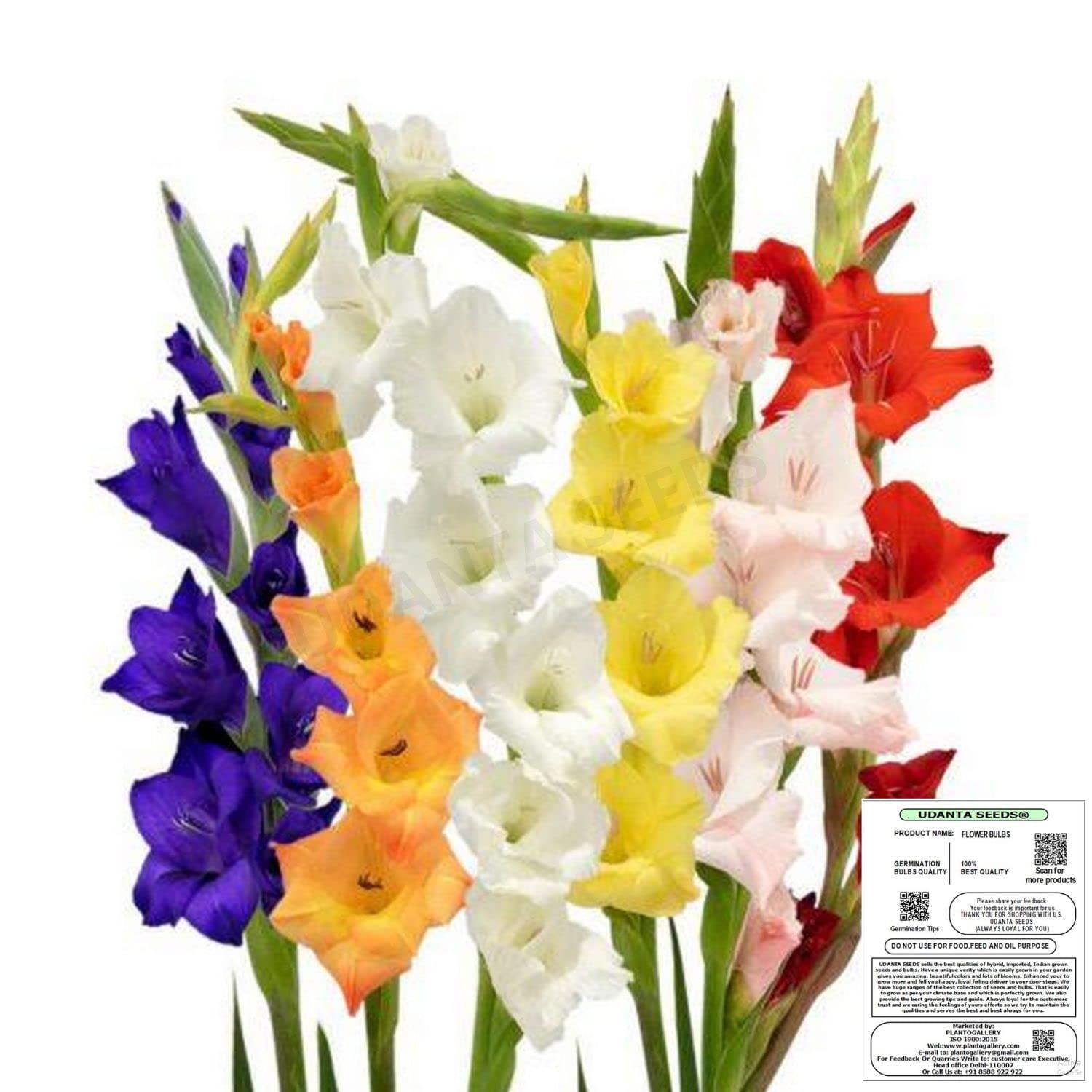 See full amazon price history chart for Udanta Seeds DL Gladulus Bulb - Sward Lily - Gladiolus Flower Bulbs For Home Gardening Fresh Bulbs Multi-Pack Qty (7 Bulbs, Hybrid Bulbs) Udanta Seeds DL Gladulus Bulb - Sward Lily - Gladiolus Flower Bulbs For Home Gardening Fresh Bulbs Multi-Pack Qty (7 Bulbs, Hybrid Bulbs) (B0B3TTHJYN) Amazon Price History, Amazon Price Tracker