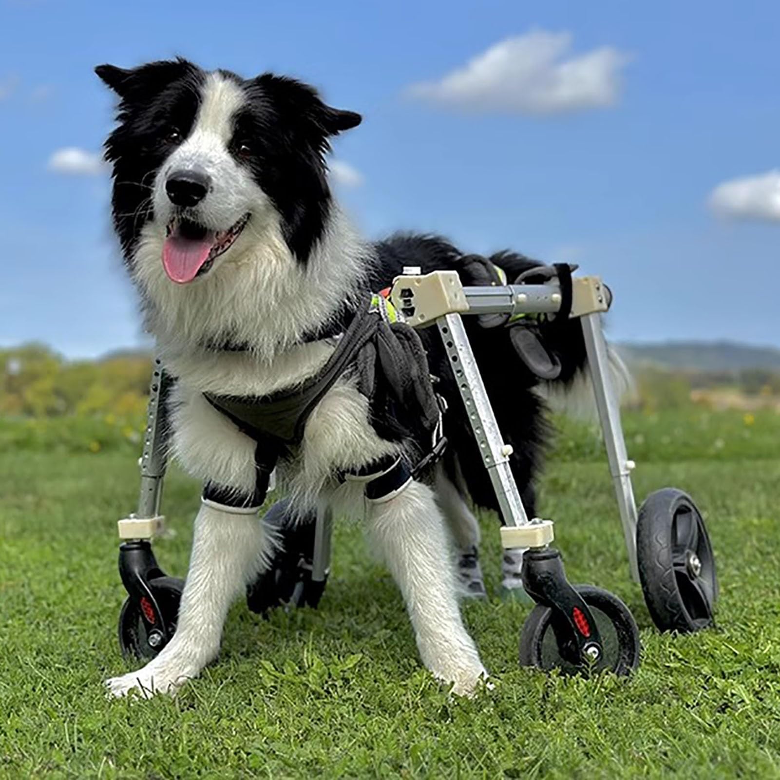 Amazon.co.jp: 犬 車椅子 2/4 輪の犬用車椅子は調節可能、 XS から XXL