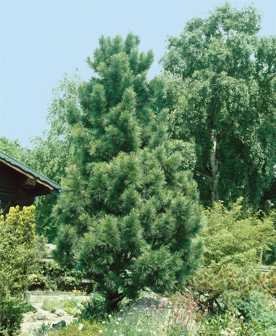 Zirbelkiefer Pinus cembra 50-60 cm Nadelbaum winterhart immergrün