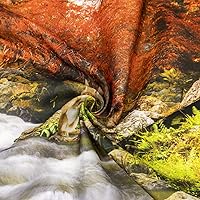 Vista 18 de HVEST Tapiz de otoño para colgar en la pared, diseño rústico de calabaza, Acción de Gracias, bosque de arce, paisaje natural para sala de estar