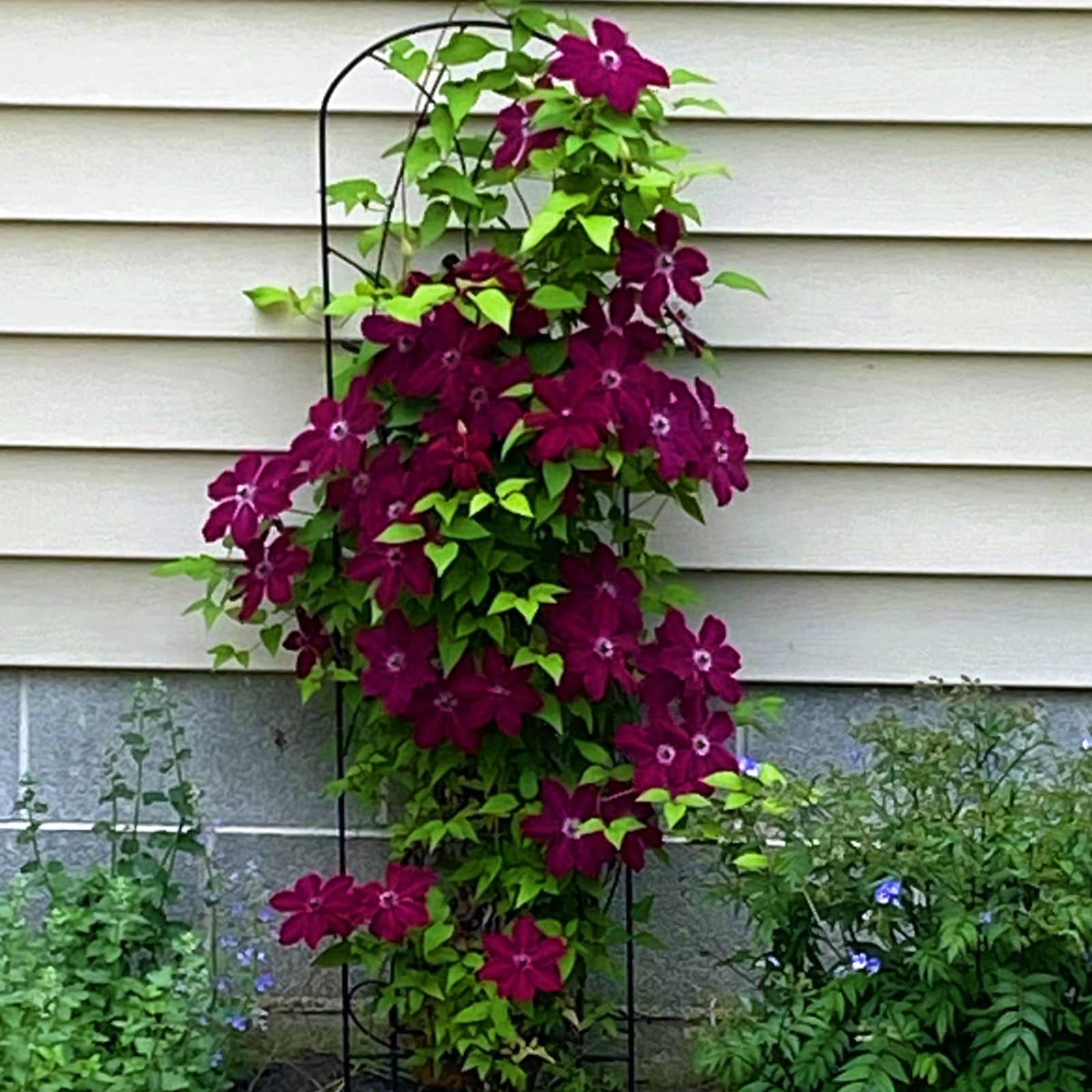 Hervorragende MehrjäHrige Clematis, Clematiszwiebeln In GroßPackungen, Fachgerecht Gepflanzt, GartenverschöNerung, Pflegeleicht-15 Rhizom-C