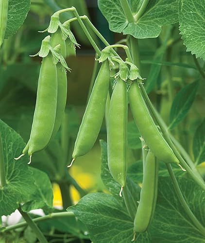 Burpee Sugar Snap Pea Seeds 300 semillas