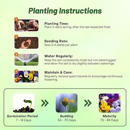 Miniatura 4 de Outsidepride Velvet Mix Viola - Semillas de pensamiento para plantar, 2000 piezas. Flores bienales, resistentes al frío y aptas para polinizadores