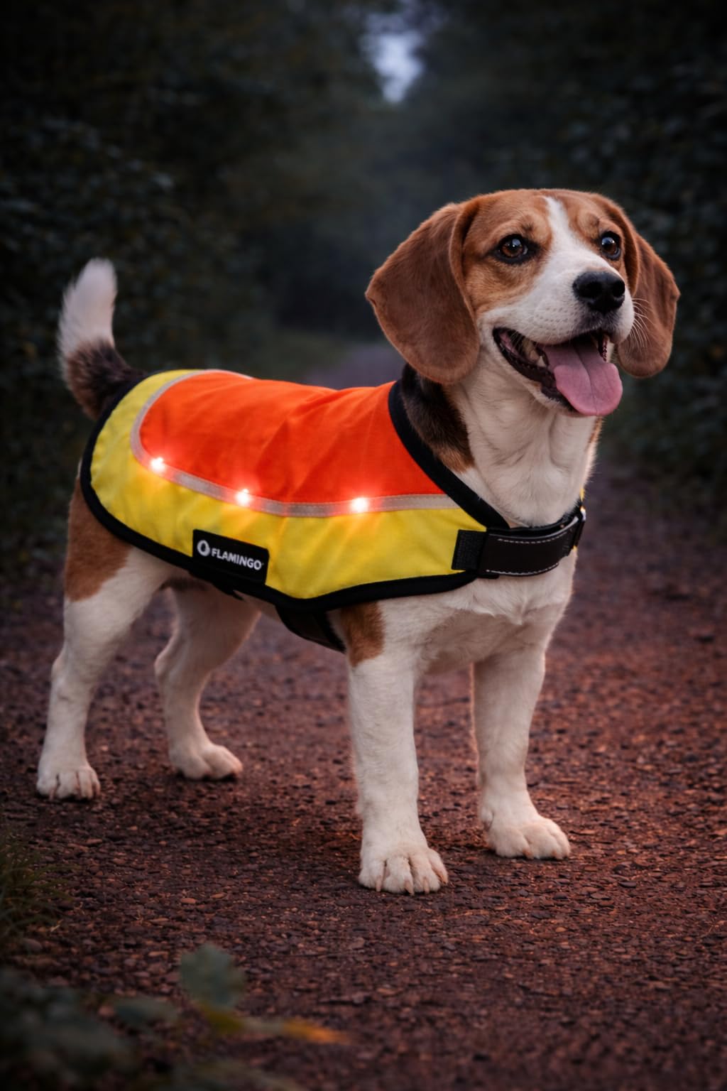 Regenmantel Hund - Sicherheitsweste Simi Fluo orange LED Größe M - 40 cm - wasserdicht - reflektierend - USB-aufladbar