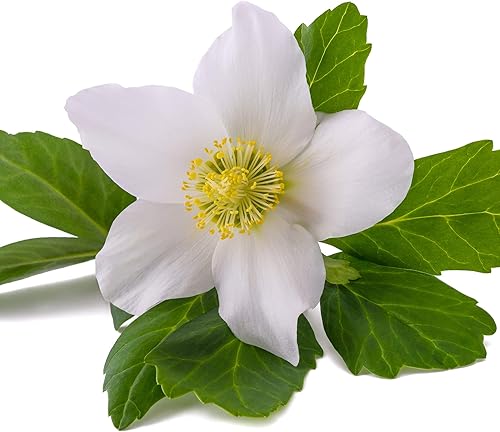 Miniatura 2 de Outsidepride 100 semillas perennes Helleborus Niger Semillas de flores de rosas navideñas para plantar