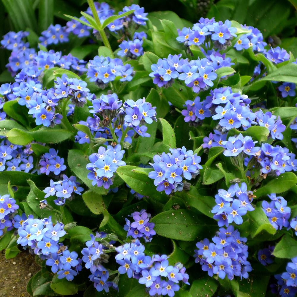 Forget Me Not Wildflower Seeds – Cottage Garden Favourite – RHS Plants for Pollinators – Hardy Biennial – for Your Beautiful Garden