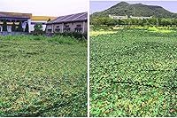 Vista 8 de Red de camuflaje militar para acampada y caza, para decoración de exteriores