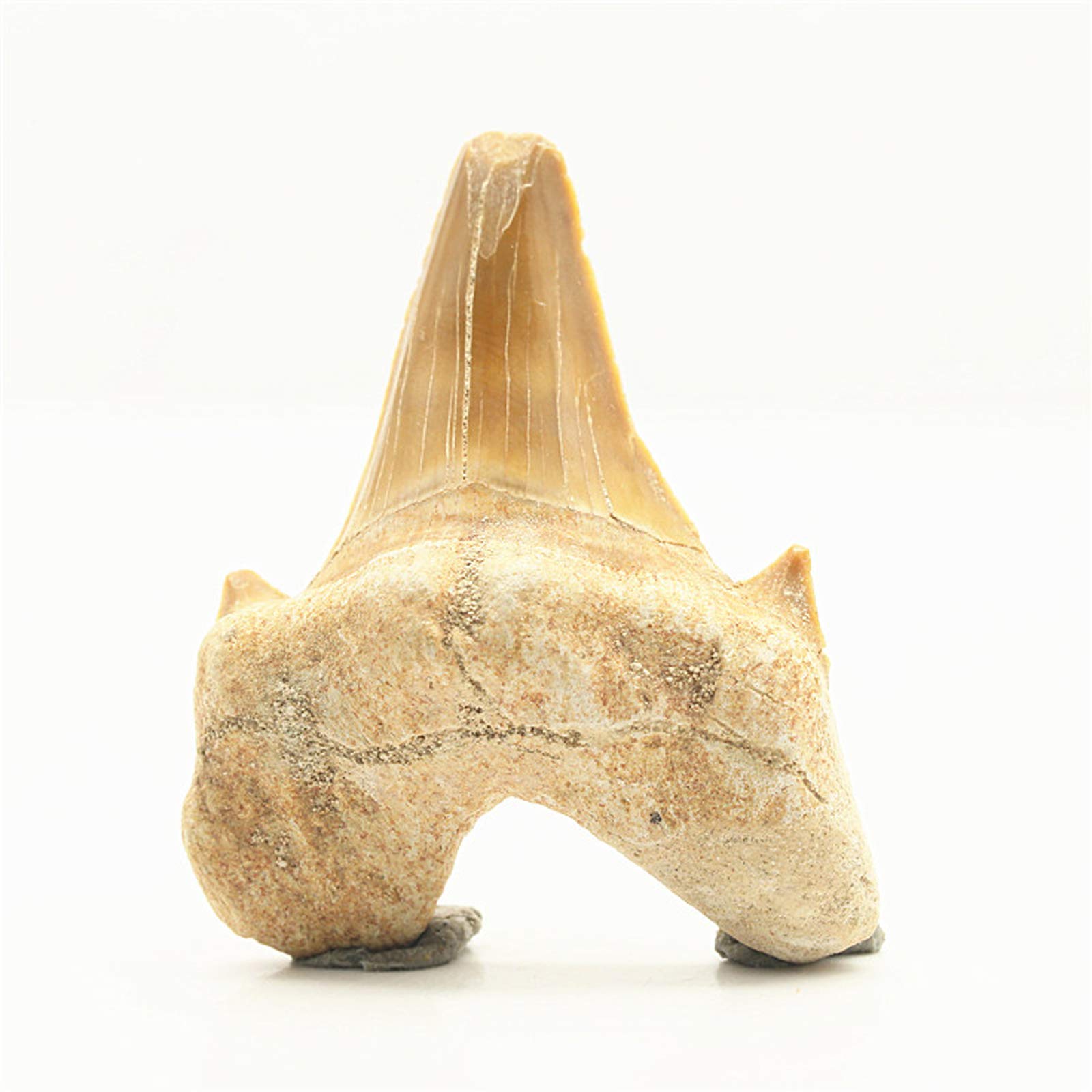 Enormes Dientes de tiburón Megalodon, Natural fósil joyería Personalizada áspero colección arqueológica