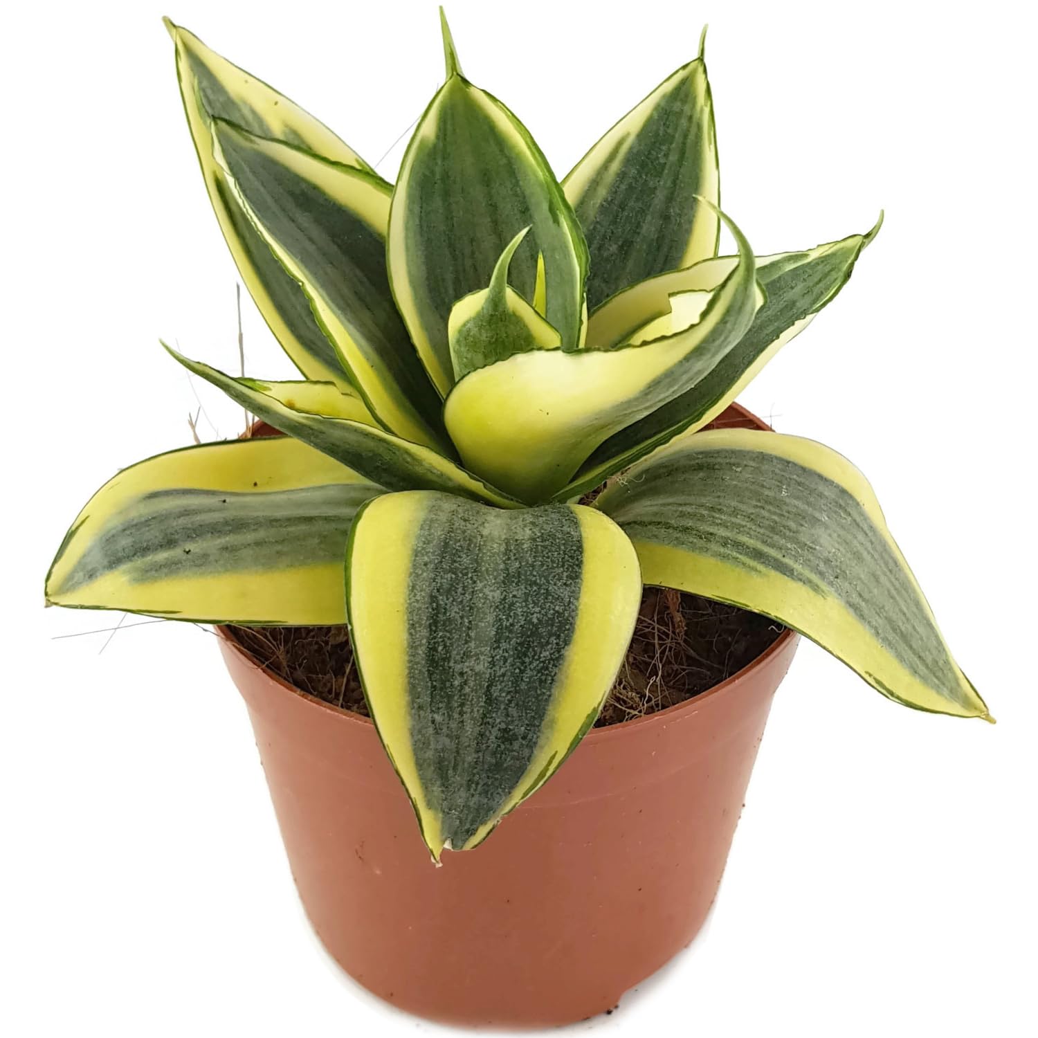 Amazon.com: Birds Nest Snake Plant - Live Plant in a 4 Inch Growers Pot -  Sansevieria Trifasciata 'Hahnii' - Beautiful and Elegant Easy Care Indoor  Houseplants : Grocery & Gourmet Food