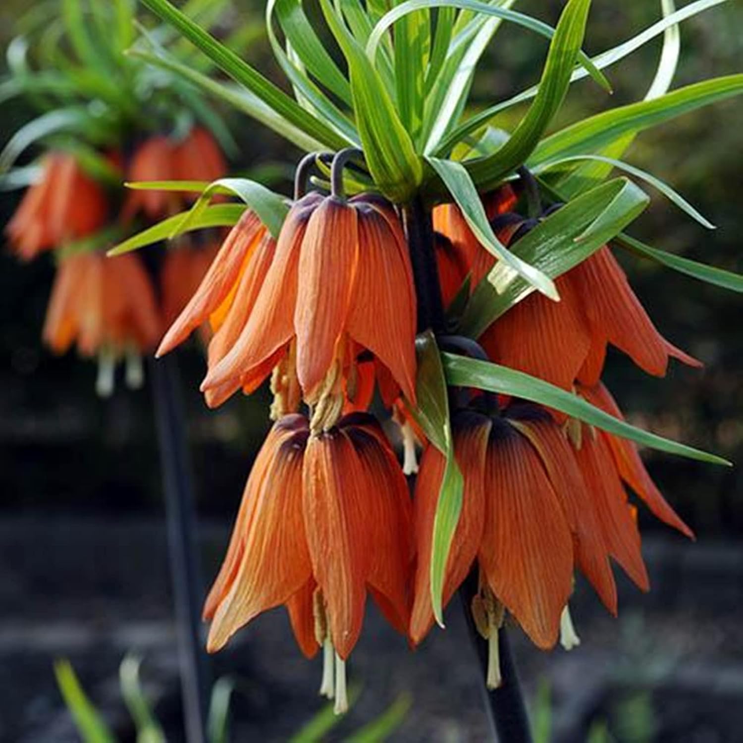 珍しい花の球根 魔法の花の球根 庭の球根 多年生のハーブ 適応性 バイモの球根 信頼できる 5 球根 B 注目ショップ 珍しい花の球根 魔法の花の球根 庭の球根 多年生のハーブ 適応性 バイモの球根 信頼できる 5 球根 B 注目ショップ