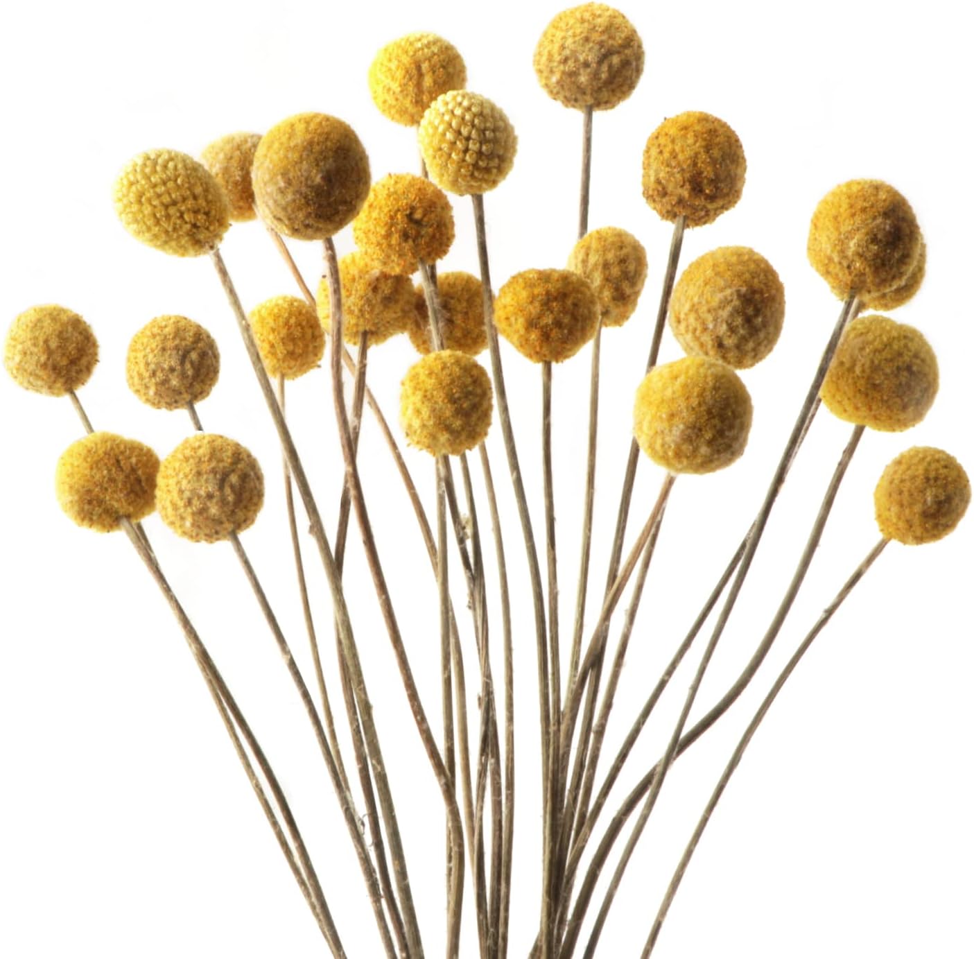 20 PCS Billy Balls Flowers Dried Golden Ball Flower Bouquet Dried Craspedia Globosa Decor for DIY Crafts wreath Home Decor Cake Decor Wedding Decor Party Centerpieces Decor (Golden)