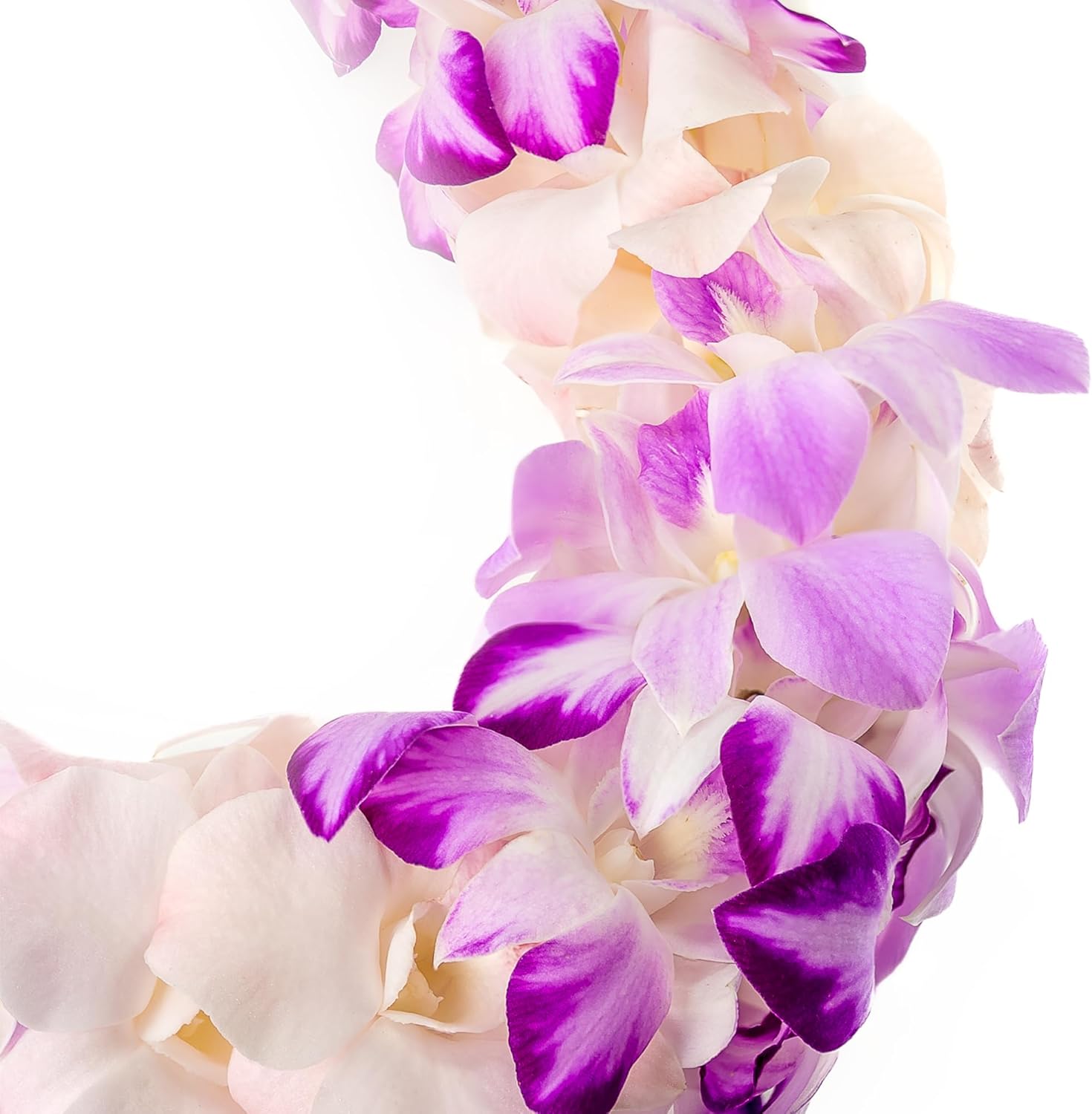 Fresh Cut Orchids Flower Leis Pink, Fresh Orchids, Gorgeous Orchids: Long-lasting leis made of fresh cut purple, lavender, and pink orchids, for graduations, party decoration or gifts (Splash)