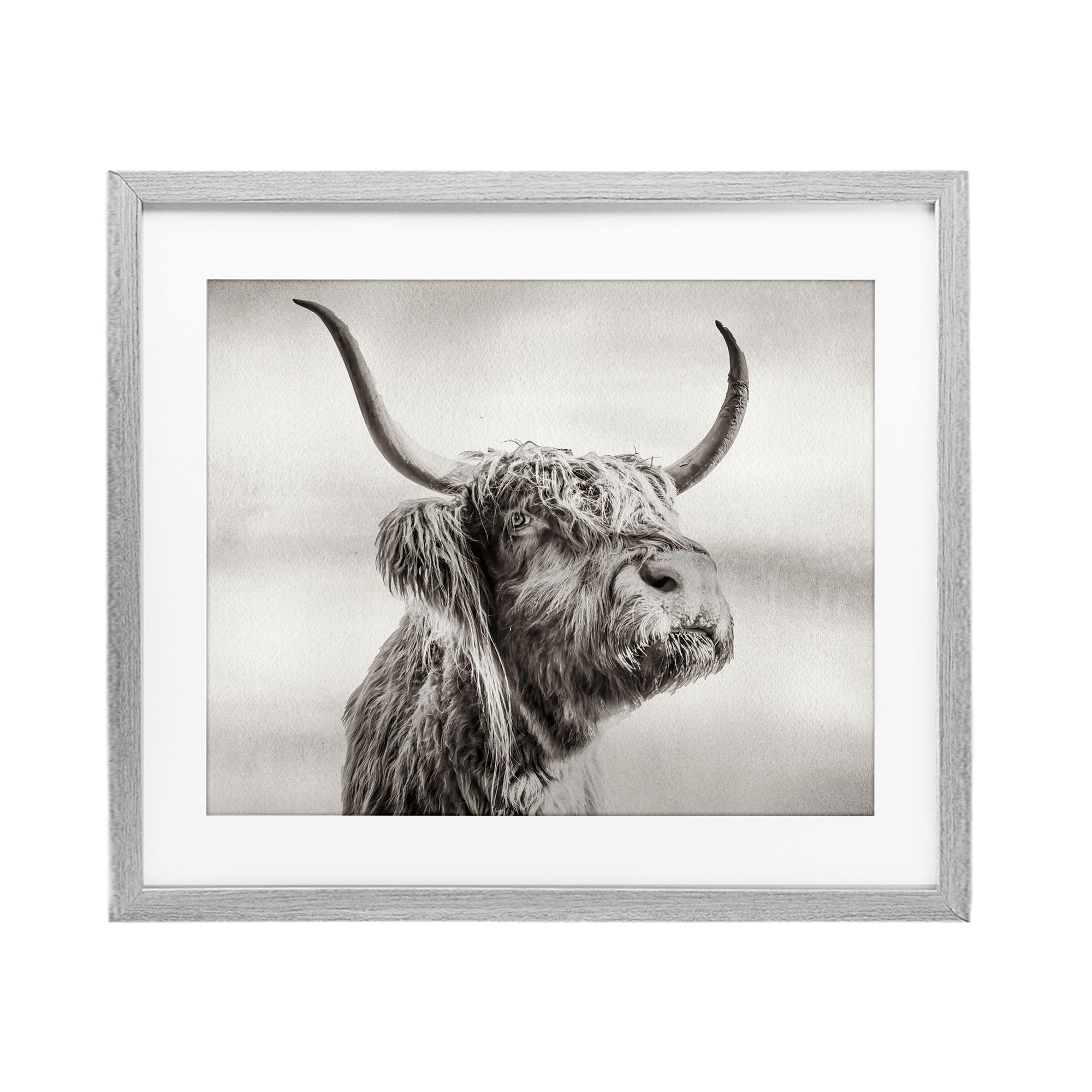 Stupell Industries 'Horned Highland Cow Gazing', Framed Print Under Glass, Gray, 21 x 17 Inches, Easy to Hang and Sturdy, Made in USA, by Julia Frost