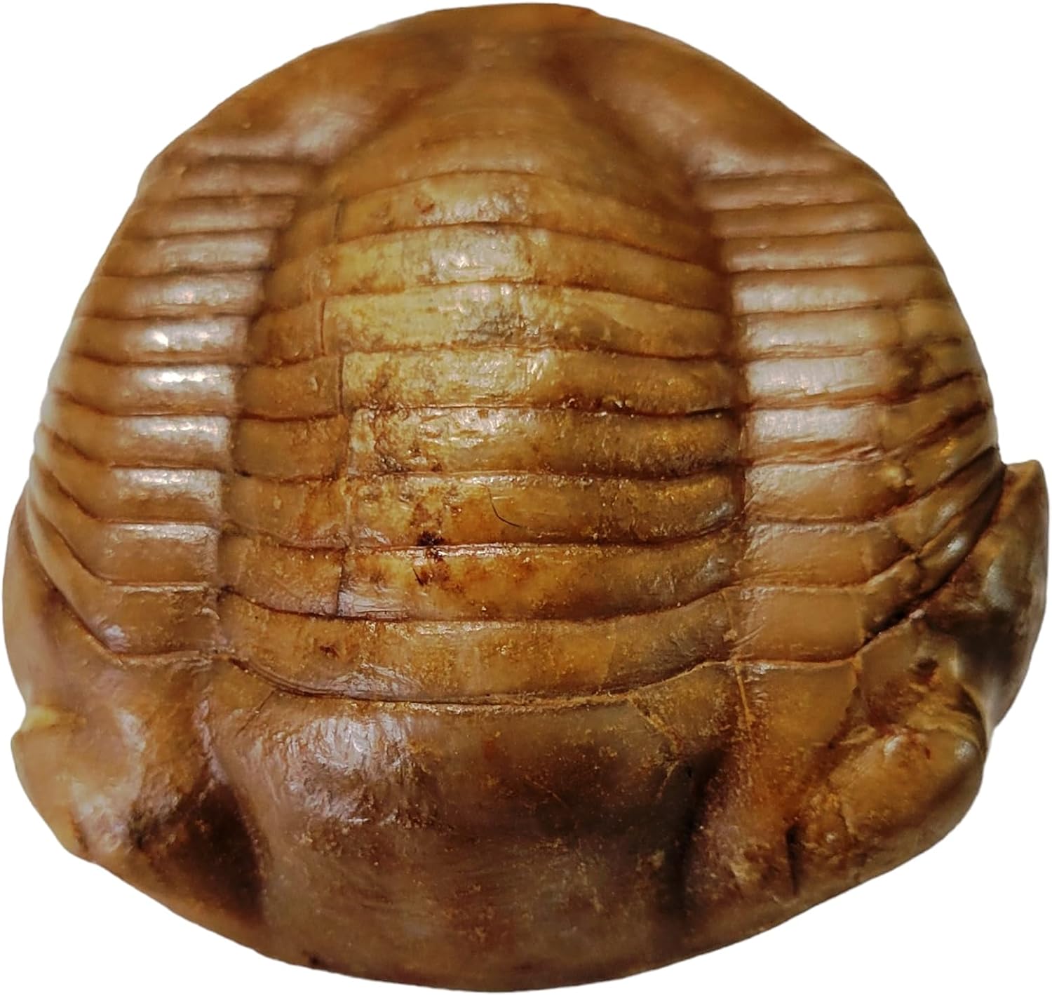 Illaenus crassicauda Russian Trilobite Fossil geofossiles Real