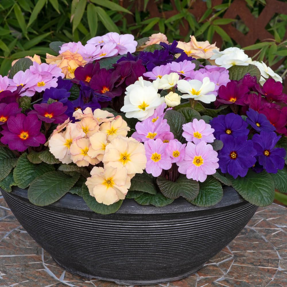 YouGarden Primrose 'Obsidian Mixed', 10 x Garden Ready Plants, Winter Spring Colour, Dark Foliage Blooms