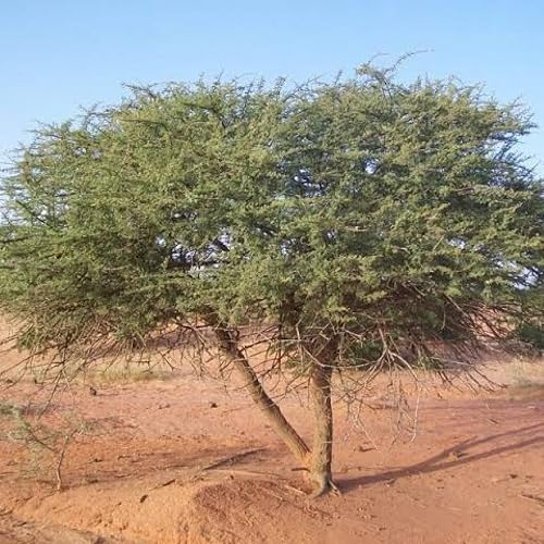 20 Acacia ehrenbergiana Seeds, Vachellia Flava Seeds, Salam Seeds, Drought Toler