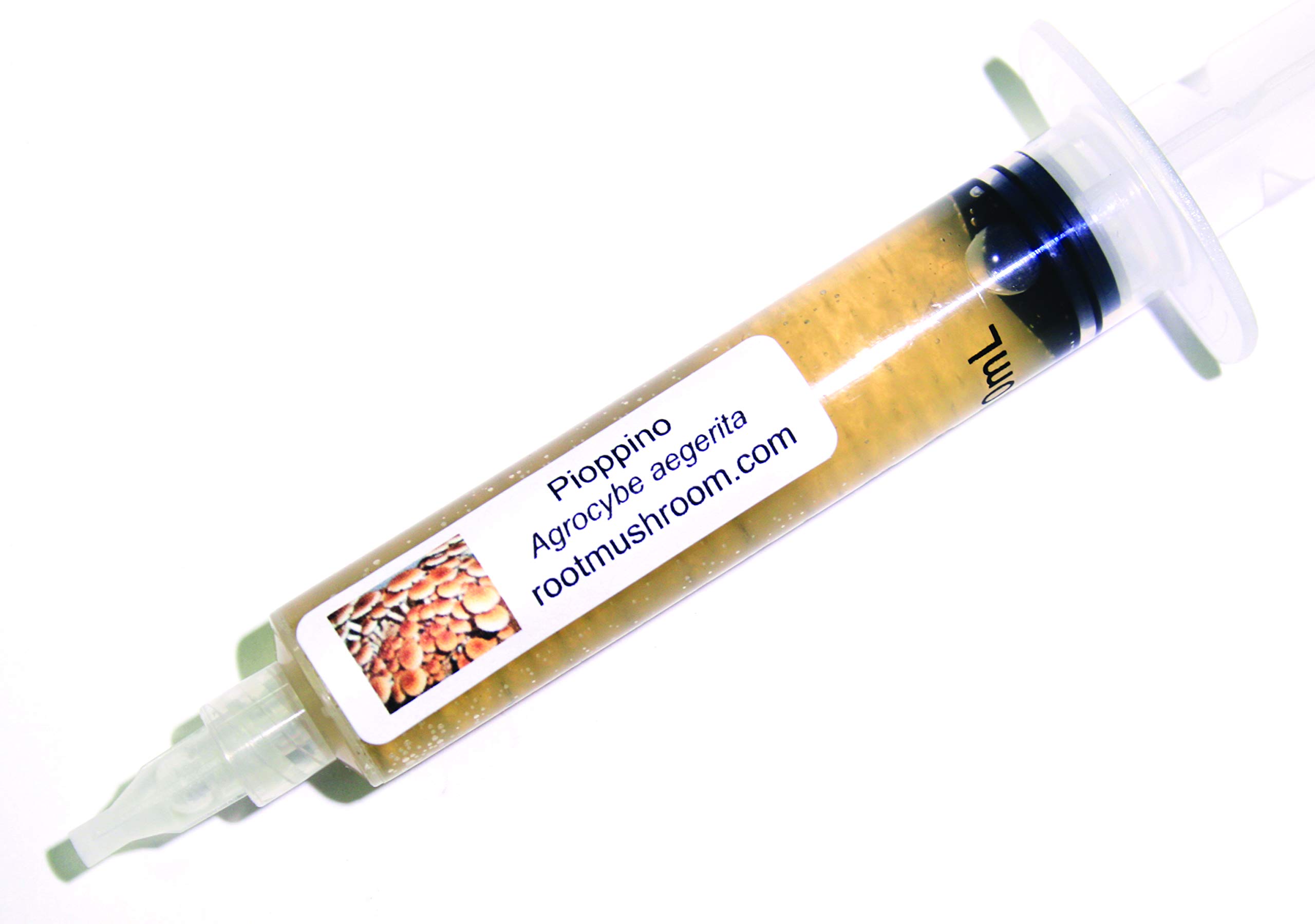 Root Mushroom Farm- Mushroom Liquid Cultures/Black Poplar or Pioppino(agrocybe aegerita)