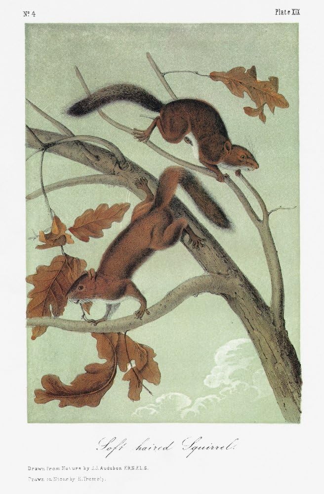 Audubon Squirrel Nsoft-Haired Squirrel (Tamiasciurus Douglasii Mollipilosus) A Subspecies Of The Douglas Squirrel Lithograph C1849 After A Painting By John James Audubon For His Viviparous Quadrupeds