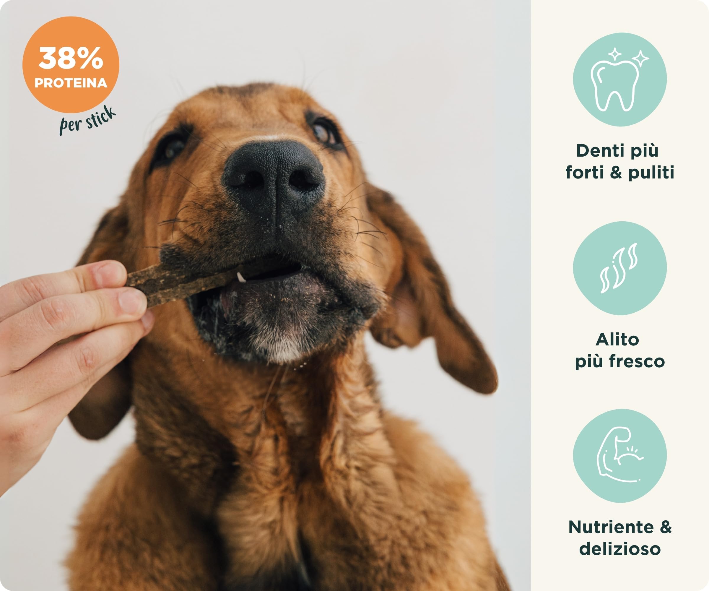 Wolf Belly - Dental Stick per Cani Naturali (28 pz) 89% Manzo Senza Cereali | Igiene Dentale & Alito Fresco | Ascophyllum Nodosum | Delizioso Sapore di Carne | Ricco di Proteine - Prodotto in Europa
