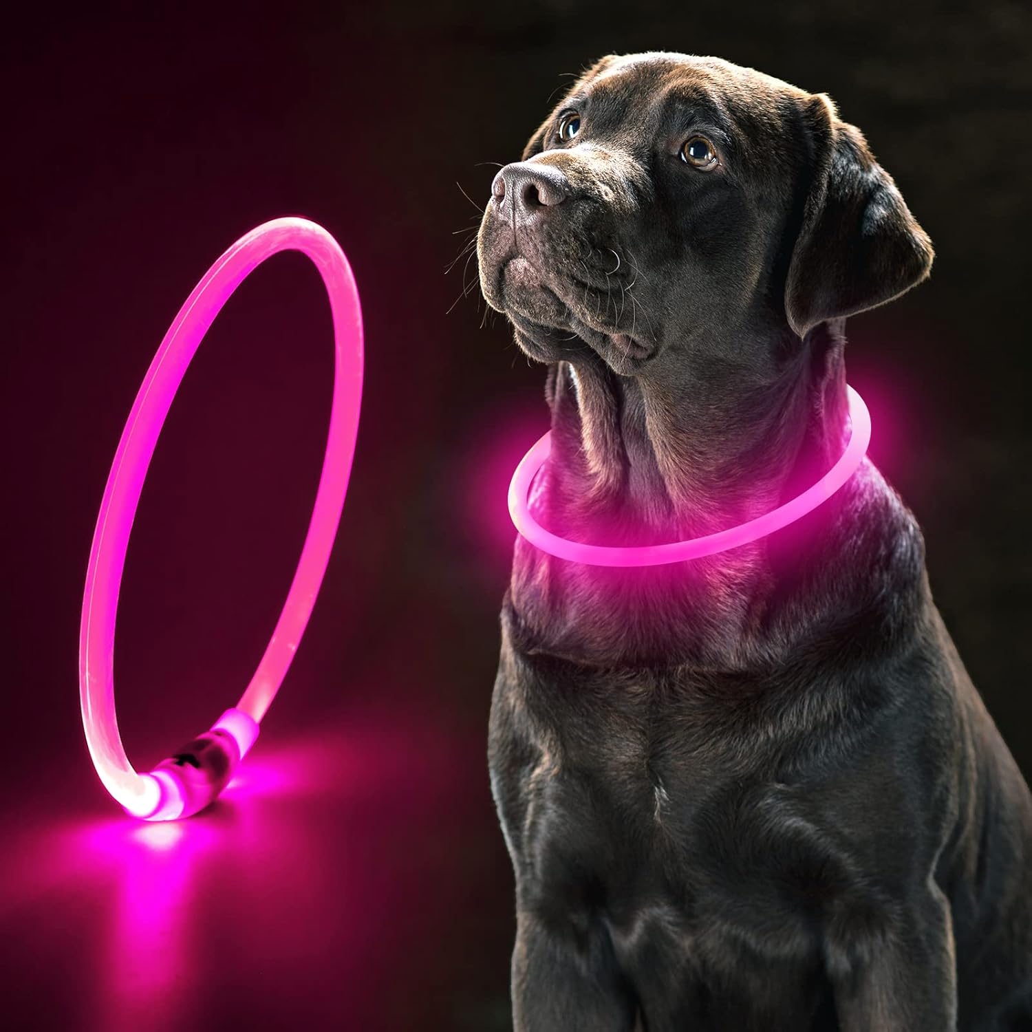 Ezierfy Lighted Light Up Dog Collar USB Rechargeable Led
