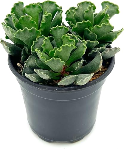 ragnaroc Suculentas vivas Adromischus Cristatus en maceta de 4 pulgadas 1 unidad Suculentas en maceta Plantas de casa para decoración del hogar