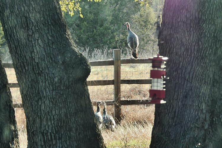 Review Image by The Fat Rancher