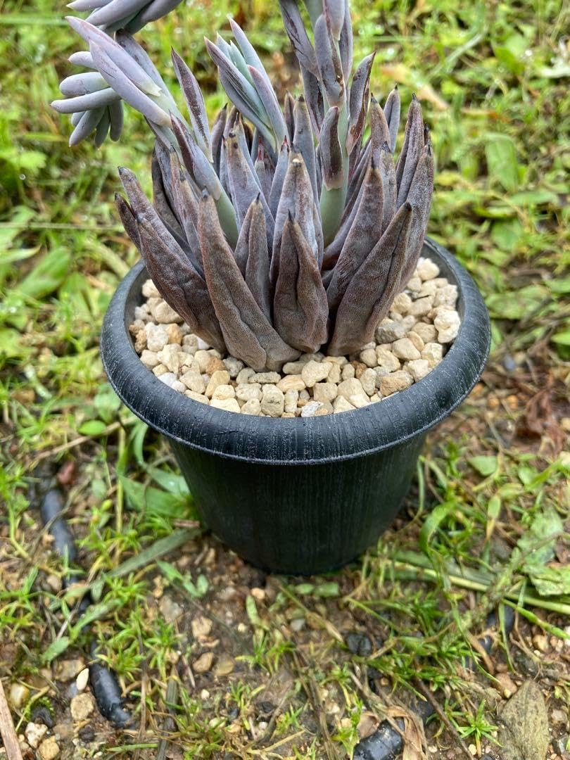 現品 サンスベリア バイビット 子株 希少 珍しい ビザルプランツ 観葉 現品 サンスベリア バイビット 子株 希少 珍しい ビザルプランツ 観葉