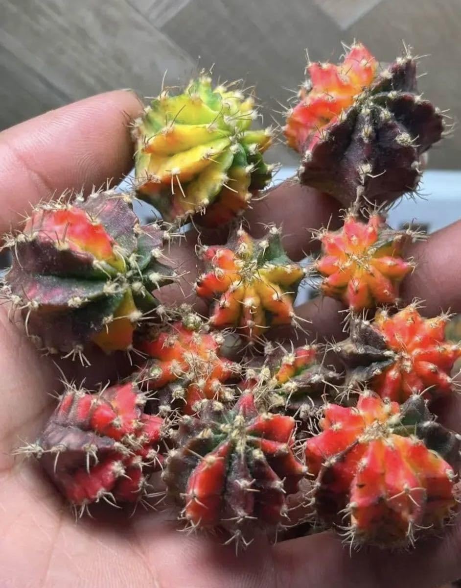Amazon.co.jp: 多肉植物 サボテン ギムノカリキウム ハイブリッド 緋