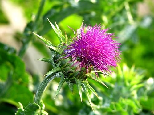 Miniatura 5 de Herb Holy Thistle Milk Mary Silybum Marianum Medicinal Anual Non-GMO