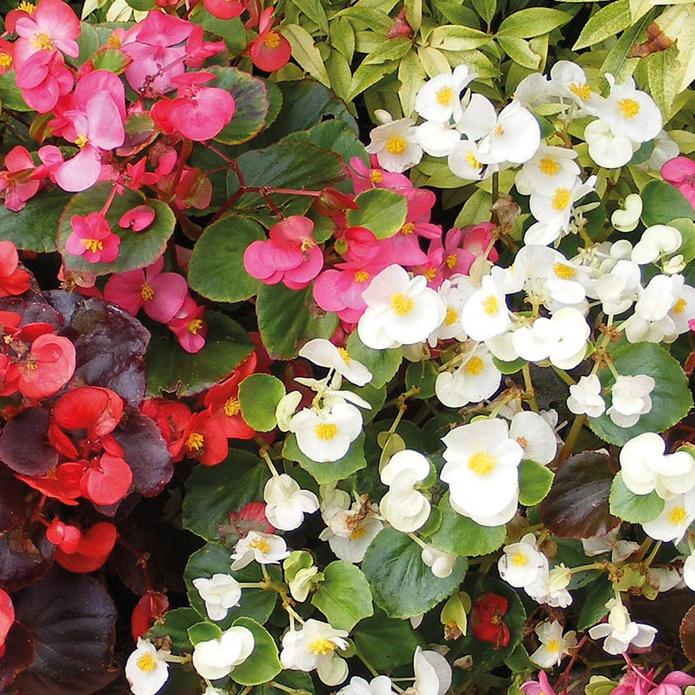Begonia semperflorens ‘Sun Shade Mix’ F2 Hybrid Half Hardy Annual 1 Packet (2000 Seeds) by Thompson and Morgan