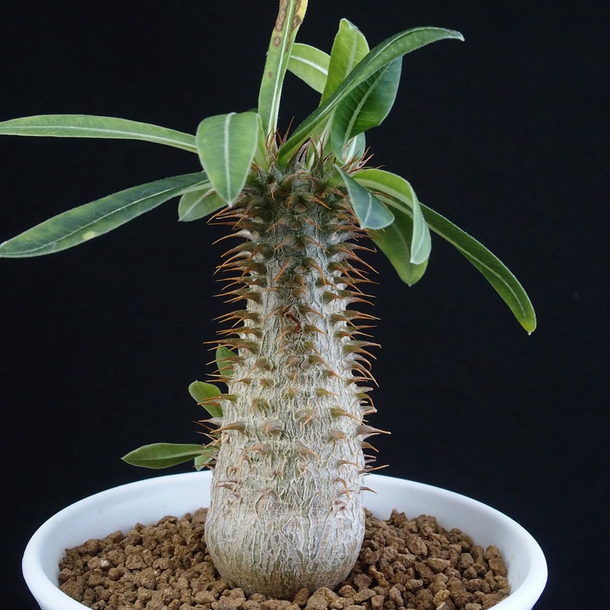 Amazon.co.jp: パキポディウムマカイエンセ 3分頭｜多肉植物 : ホーム