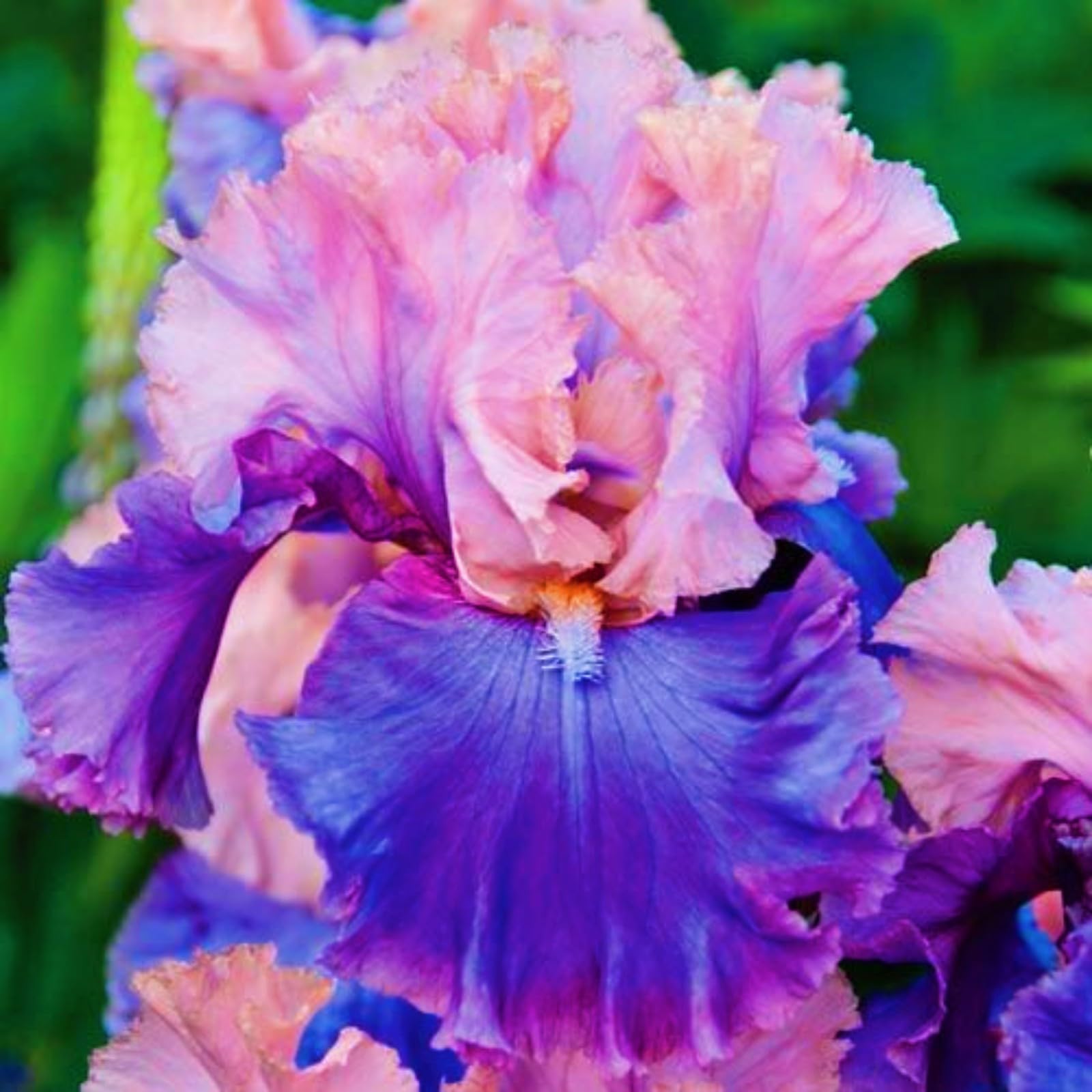 Iris Bulbs Iris Plants UK(Wedding Flowers,Cut Flowers,Ornamental Flowers,Hardy Perennial,Garden Flowers,Plant Bulbs)-8bulbs-c