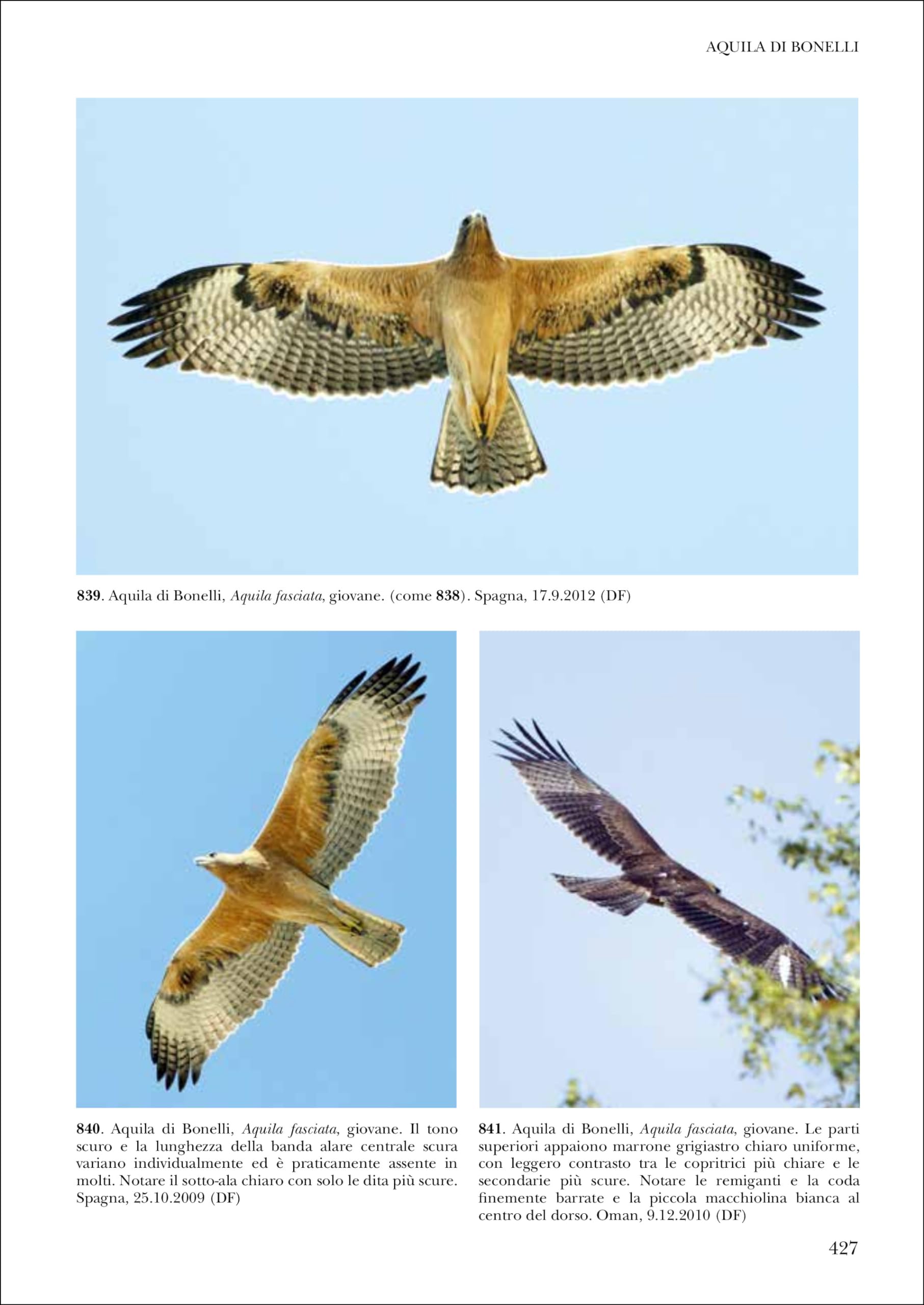 Identificare i rapaci in volo. Europa, Nord Africa e Medio Oriente
