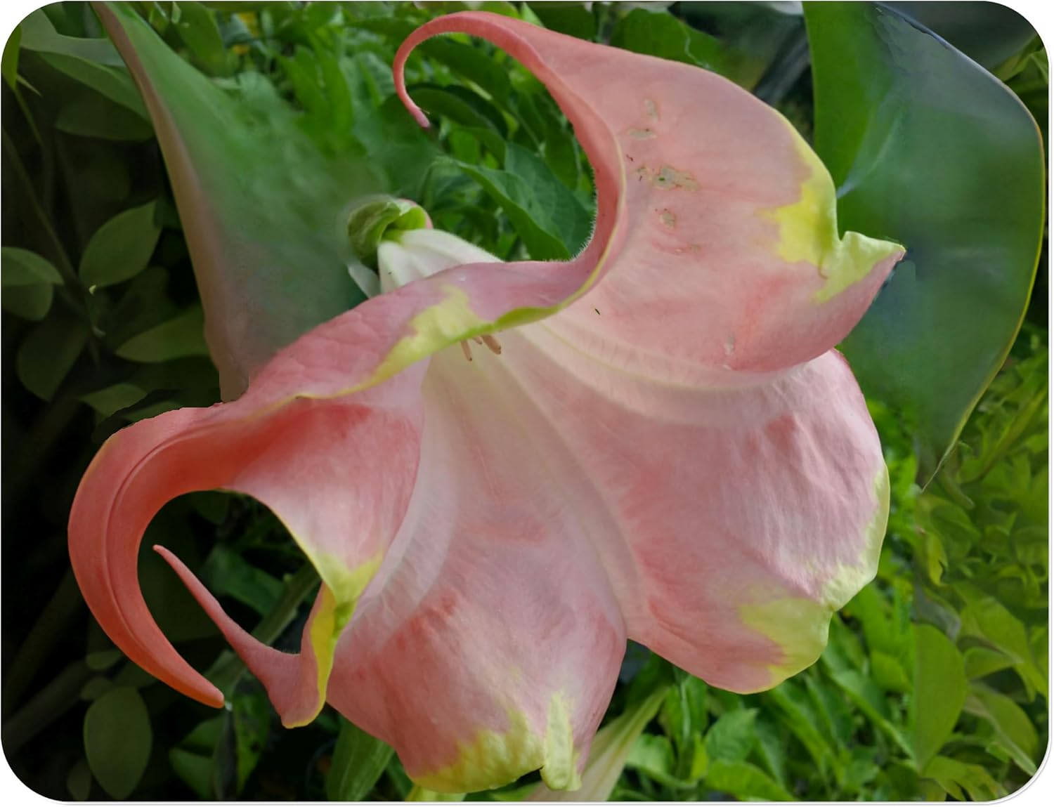 Santa Rosa - Brugmansia Hybrid Angels Trumpet - Live Tropical Plant - Big Single Peach Pink Flower - Emerald Goddess Gardens - Starter Sz 4 Inch Pot