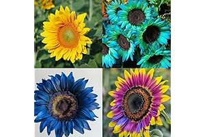 Twin Color Blue Sunflower Seeds for Outdoor Planting