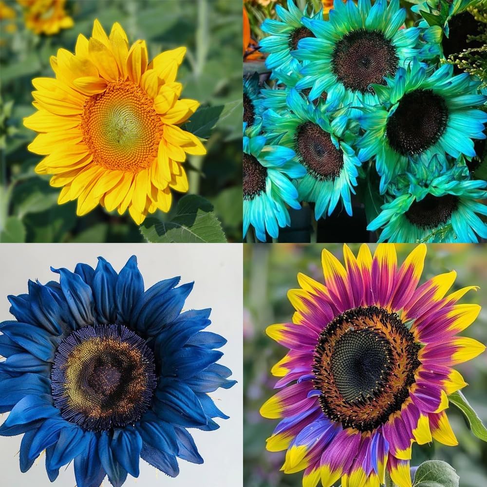 Amazon.com : 100+Sunflower Flower Seeds for Planting Outdoor-Non-GMO ...