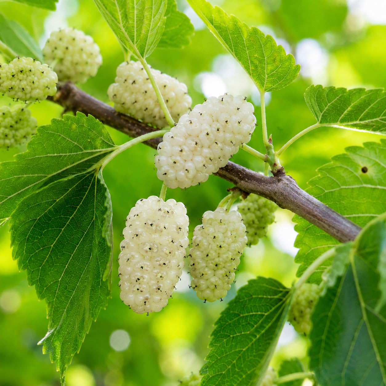White Mulberry 2 Pack
