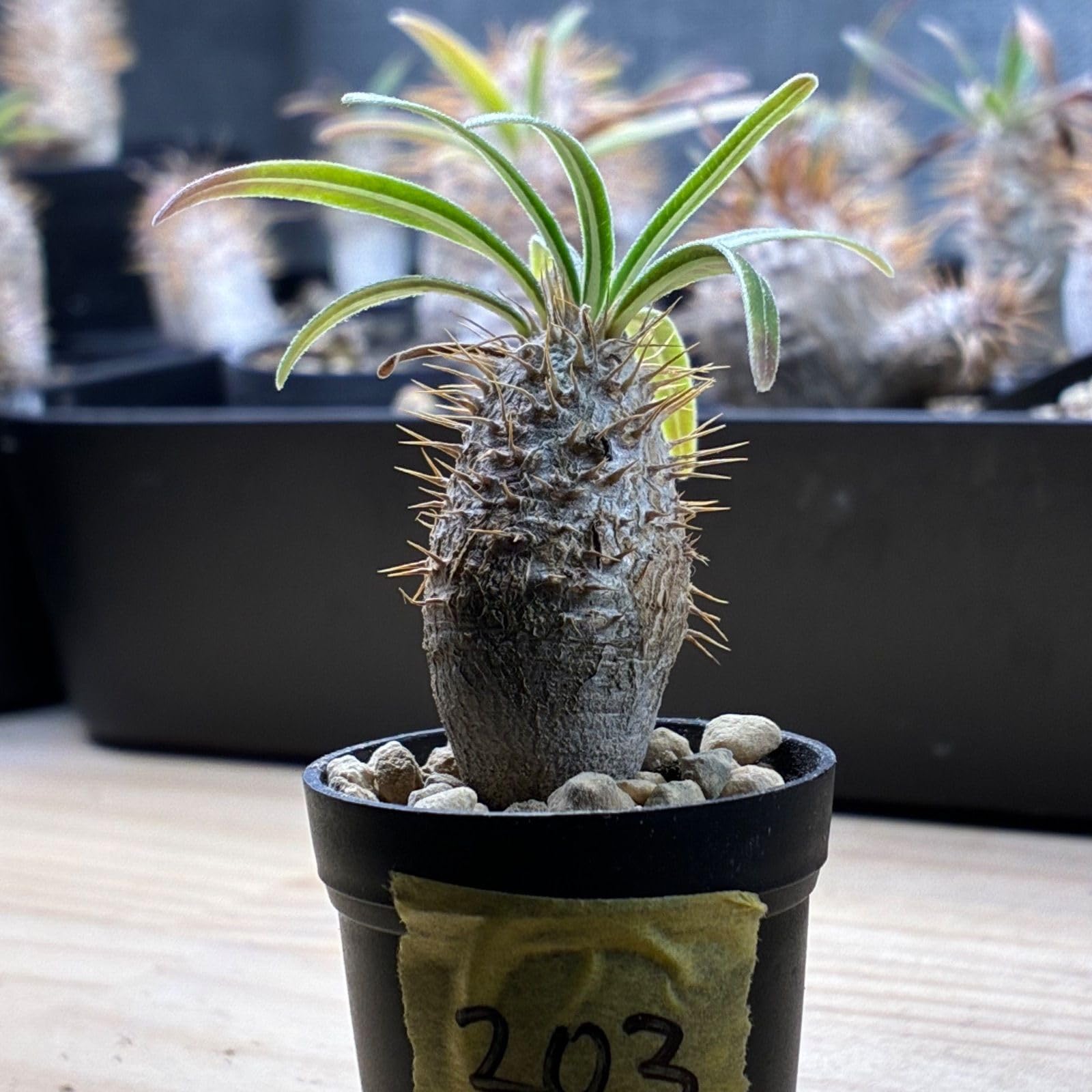 Amazon.co.jp: 塊根植物 パキポ グラキ 鉢ごと #203 : ホーム＆キッチン